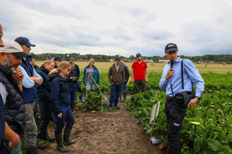 Cercospora på pop-up